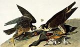 Peregrine Falcon by John James Audubon